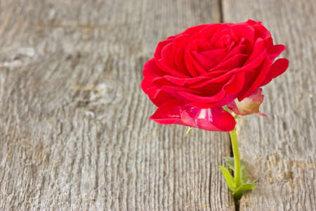 red rose growing in old wood floor