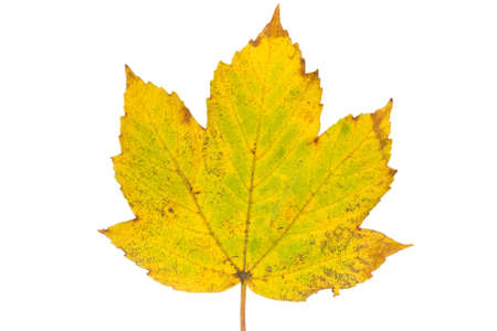 Rusty maple leaf as an autumn symbol, isolated white backgroundの写真素材