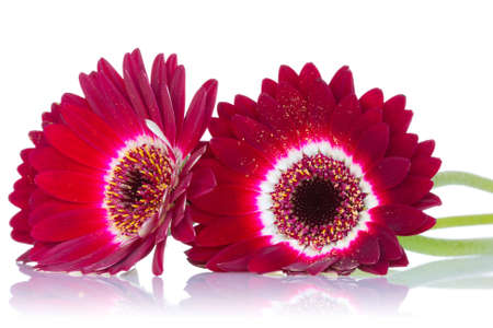 Red gerbera flowers with reflection on white backgroundの写真素材