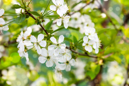 Flowers of the cherry blossoms on a spring day 