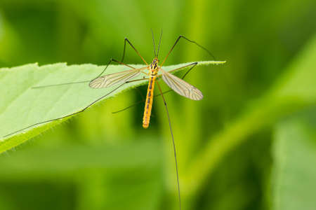 Mosquito sitting on the leaf over a green background の写真素材