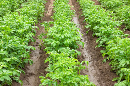 Field with rows of growing organic potatoesの写真素材