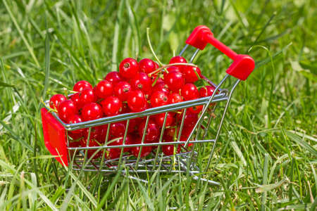 Shopping cart with red currant in a green grass
