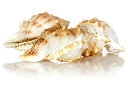Sea shells with reflection on white background