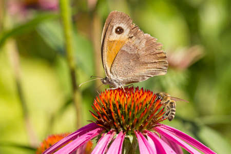 Butterfly and bee feeding on the flowerの写真素材