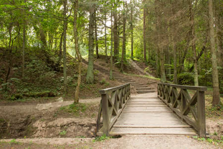 Path with wooden bridge and stairs in the green forest の写真素材