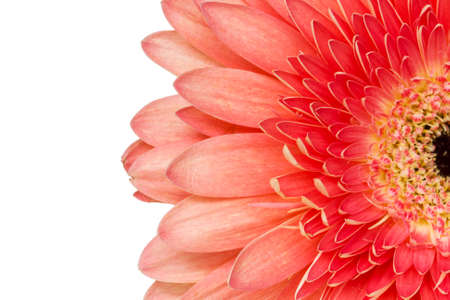Red  gerbera blossom with copy-space  white background の写真素材