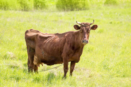 Cow grazing on a lovely green pasture の写真素材