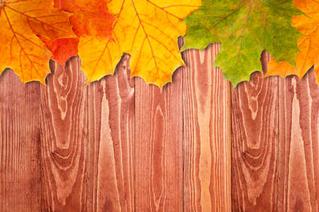 Wooden background with border from colorful autumn leaves