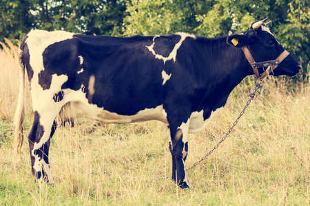 Cow standing in a meadow, toned with a retro vintage color effectの写真素材