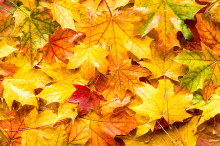 Wet fall leaves for an autumn backgroundの写真素材