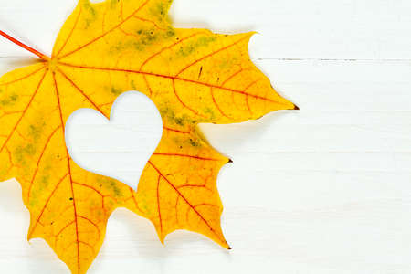 Maple leaf with heart shape on the white wooden backgroundの写真素材