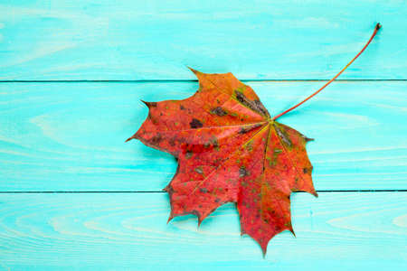 Red autumn leaf over blue wooden background with copy-spaceの写真素材