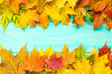 Blue wooden background with border from colorful autumn leaves