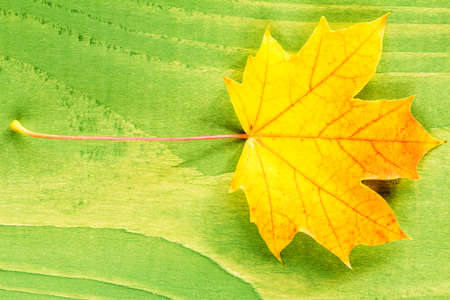 Yellow autumn leaf over green wooden background