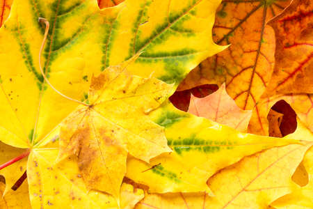 Pile of autumnal maple leaves on the ground