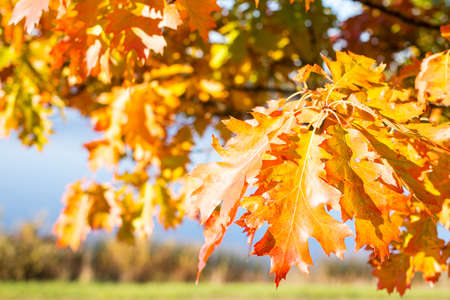 Autumnal leaves revealing the beautiful  colours of the changing seasons