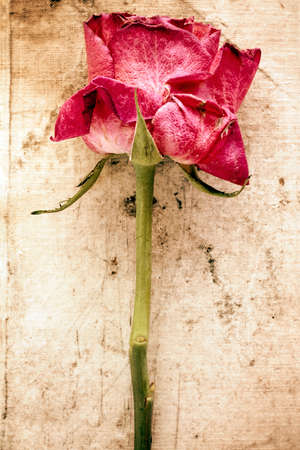 Old rose on dirty canvas background. Vintage style imageの写真素材