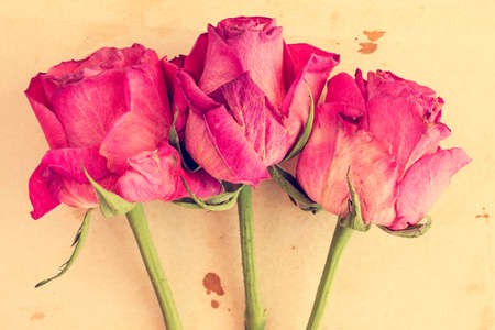 Dry pink roses on old paper background. Vintage image.の写真素材