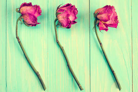 Three dried roses on blue wooden backgroundの写真素材