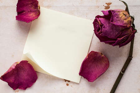 Old rose and blank sticky note paper for your textの写真素材