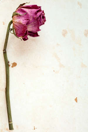 One dry rose on stained paper with copy-spaceの写真素材
