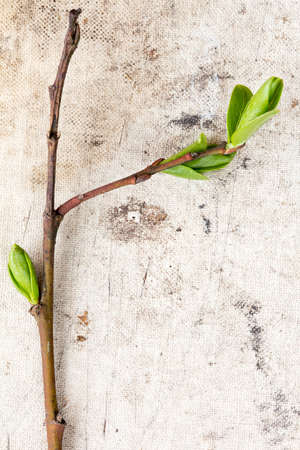 Young plant on old canvas background with copy-space