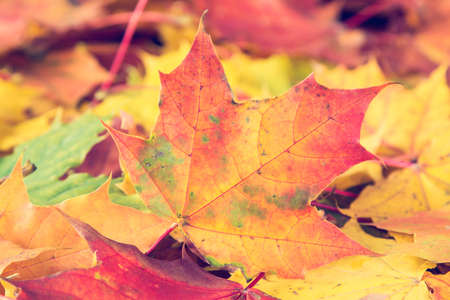 Background of colorful maple leaves on forest floorの写真素材