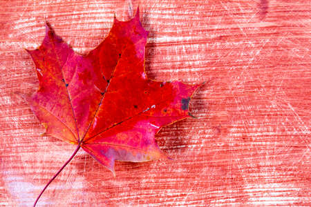 Red autumn leaf over wooden background with copy-spaceの写真素材