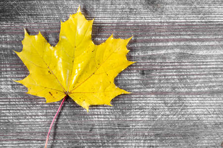 Yellow autumn leaf over wooden background with copy-spaceの写真素材