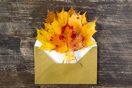 Colorful autumn leaves and open envelop on wooden backgroundの写真素材