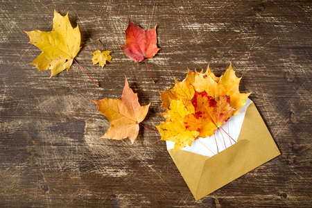 Autumnal leaves coming out from golden envelopeの写真素材