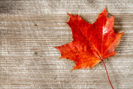 Red autumn leaf over wooden background with copy-spaceの写真素材