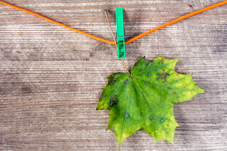 Single rusty maple leaf hanging on rope with clothespinの写真素材