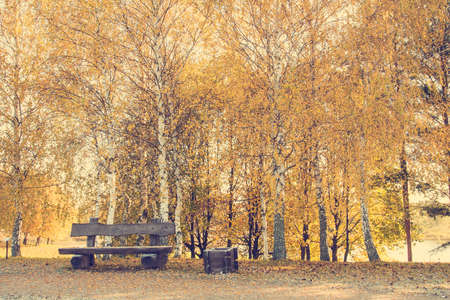 Empty wooden bench on the autumn birch trees backgroundの写真素材