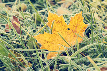 Maple leaf in the grass with morning frostの写真素材