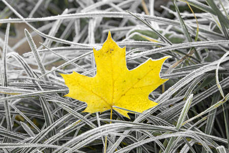 Yellow maple leaf in the grass with morning frostの写真素材