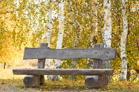 Wooden bench on the autumn birch trees backgroundの写真素材