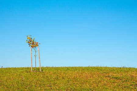Solitary tree on grassy hill and blue sky in the backgroundの写真素材