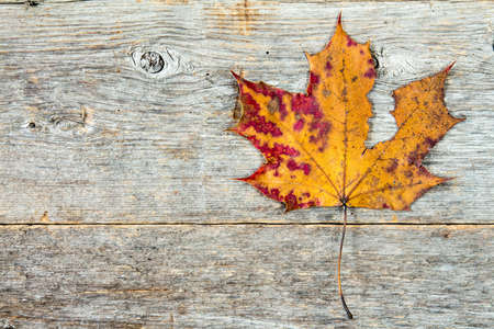 Dry maple leaf on rustic wood table backgroundの写真素材