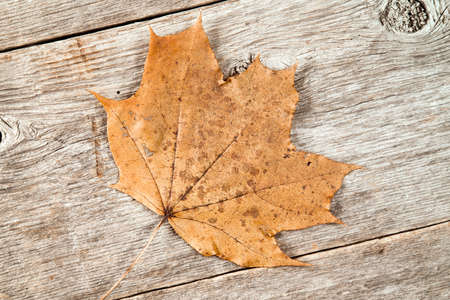 Old rusty leaf on wooden planks backgroundの写真素材