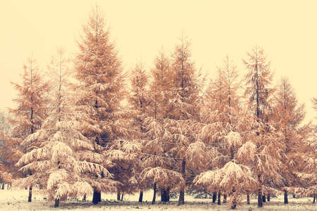 Winter landscape with snow covered fir trees. Image has a vintage tone effect.の写真素材