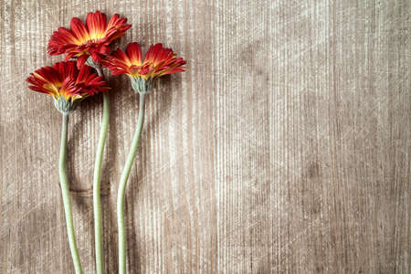 Three gerberas on a wooden background, copy-spaceの写真素材