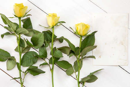 Yellow roses and blank card for copy-spaceの写真素材