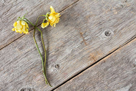 Pair of dry faded roses on wooden backgroundの写真素材
