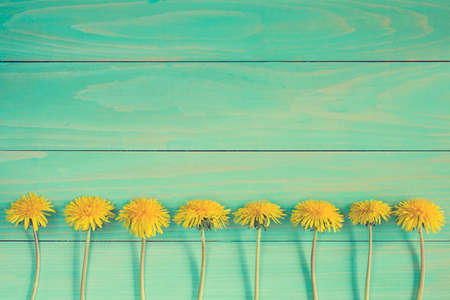Dandelion flowers on a blue wooden background