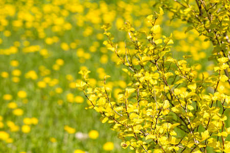 Tree with yellow leaves and blooming dandelions on backgroundの写真素材
