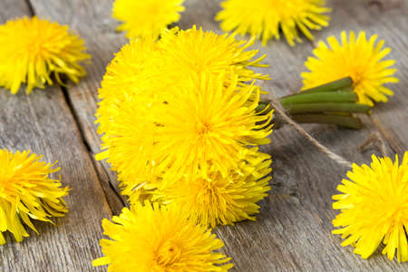 Healing plants - yellow dandelion flowers on wooden backgroundの写真素材