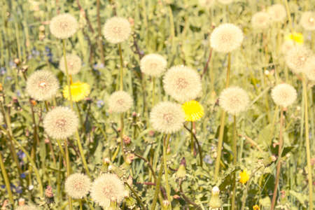 Air dandelions on summer field. Pastel filtered image.