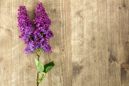 Branch of violet lilac flowers on wooden background with copy-spaceの写真素材